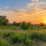 12 Questions to Ask a Land Buyer Before Selling in Houston, TX