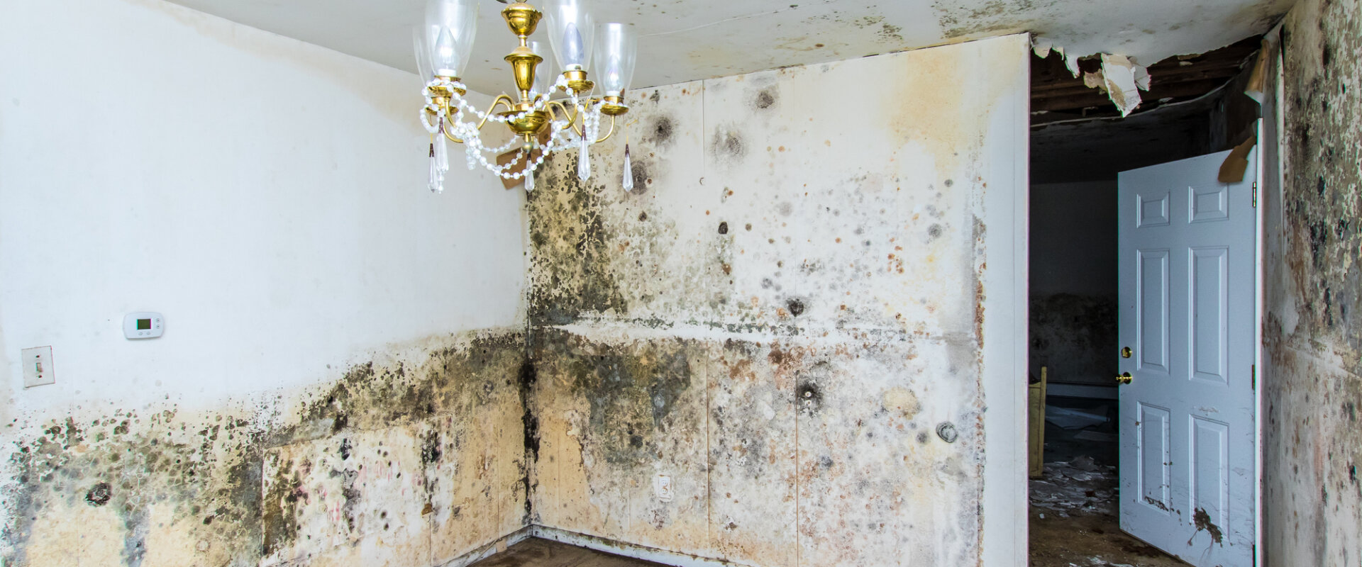 Selling House With Mold