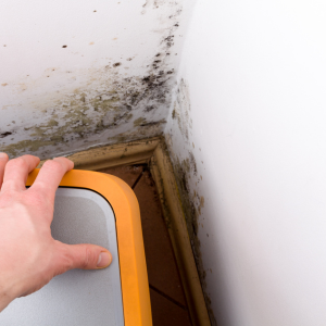 How to Navigate Selling a House with Mold Issues Missouri