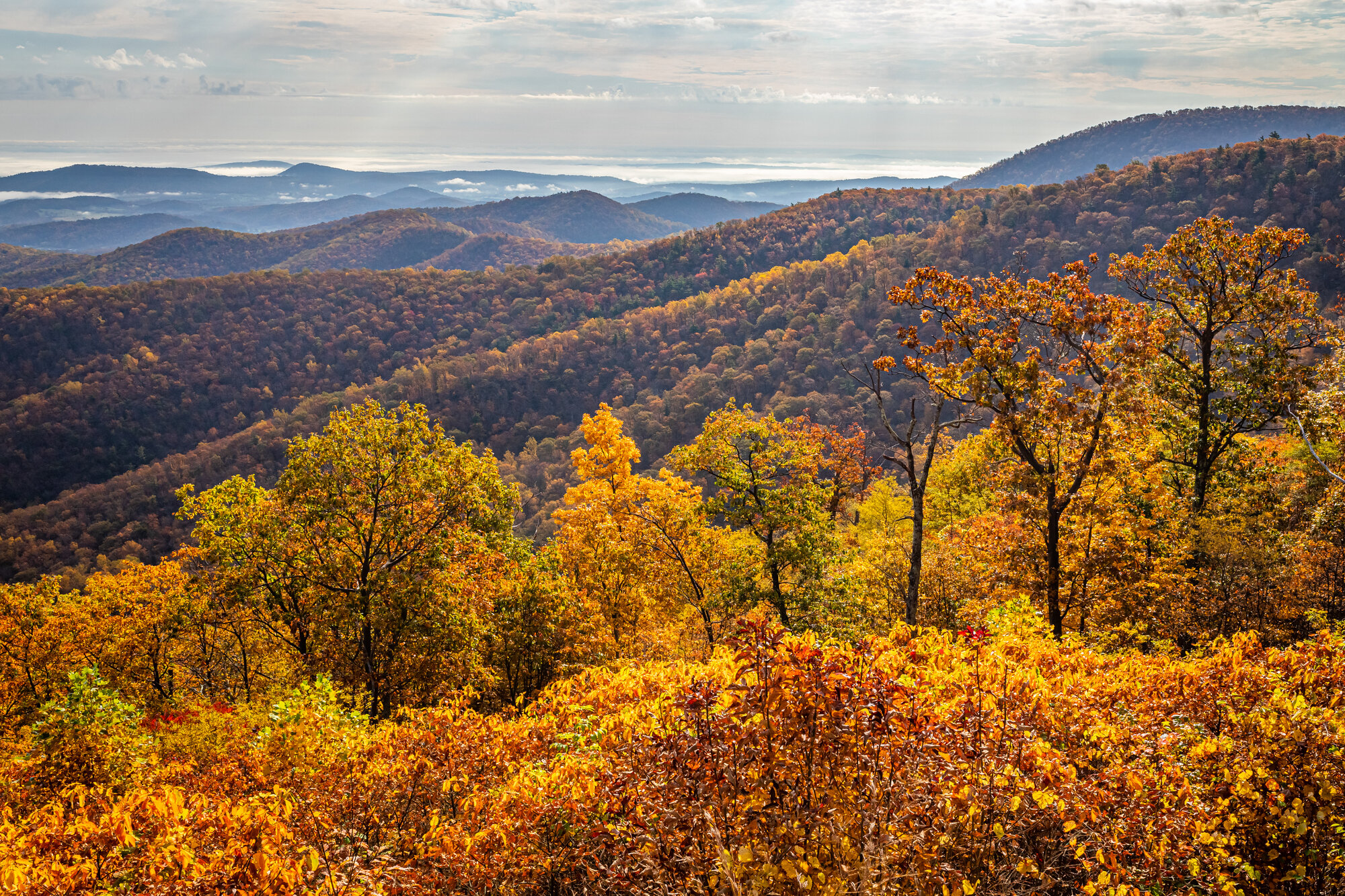 Autumn View