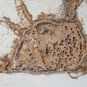 Selling a House With a Termite Problem