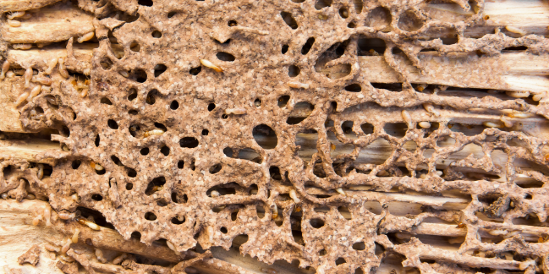 Tips for Selling a House With Termite Damage