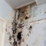 How to Sell a House With Mold Washington