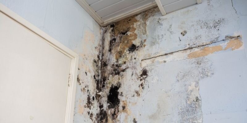 How to Sell a House With Mold Washington