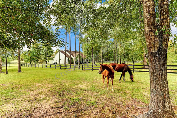 Picture of an equestrian ranch with two horses standing in a field that is in front of a house with multiple trees around it.
