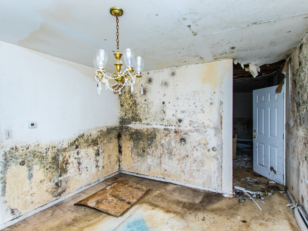 dining room, in Katy, TX, in a house that has really bad mold growth showing through all of the drywall.