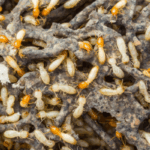 Selling a Home Affected by Termites in Newark, NJ