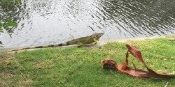 iguana