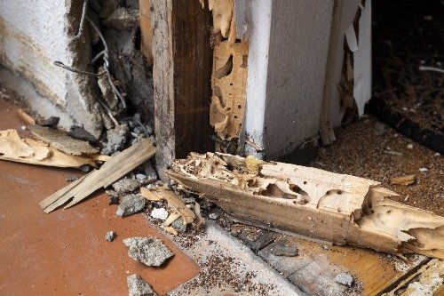 disclosing termite damage in florida
