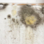 we buy houses in South Florida with mold