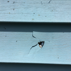 Damage Done by Tenant In South Carolina