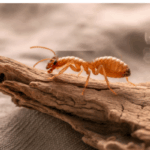Steps to Sell a House With Termite Issues In Atlanta