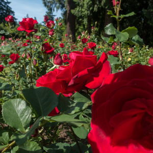 Complimentary Attractions Portland, OR