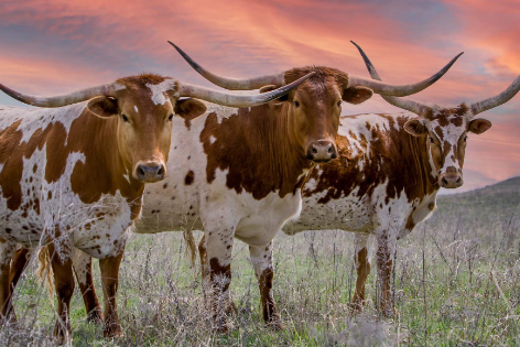 we buy houses in fort worth