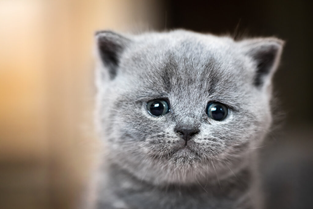sad cat stock image