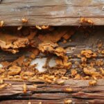 how do you get rid of termites