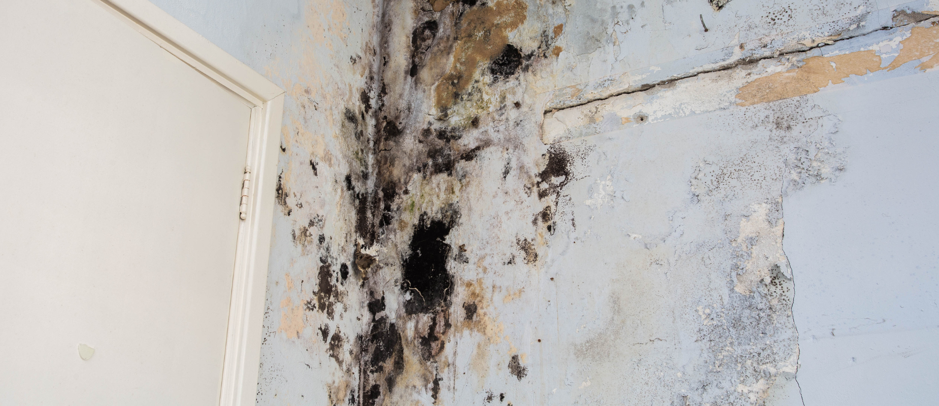 Selling A House With Mold In Cleveland, Ohio hero Cleveland