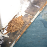 How to Sell a Home With Termites In Cleveland