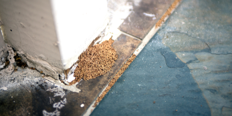 How to Sell a Home With Termites In [market_city]