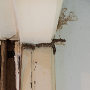 Tips for Selling a House With Termite Damage In Cleveland