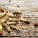 Selling A House with Termite Damage Ohio