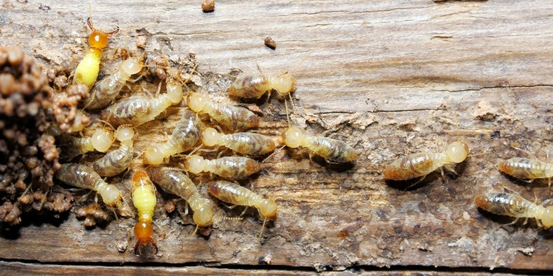 Selling A House with Termite Damage Ohio