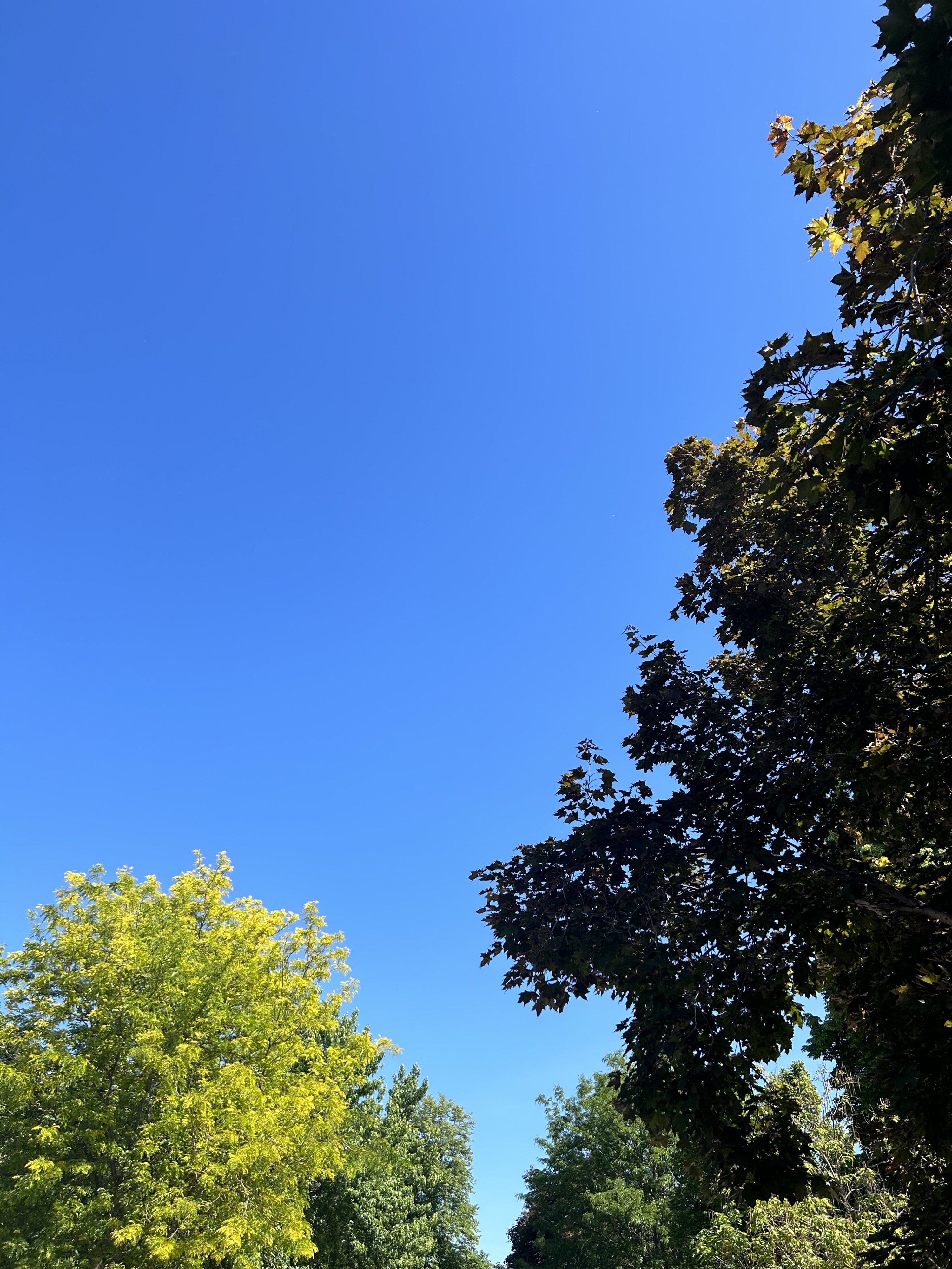 blue sky and green trees