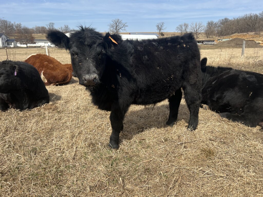 Kleier cattle on pasture