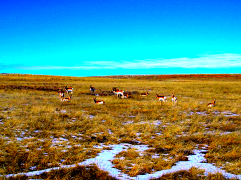 Wyoming 40 Acres Wildlife