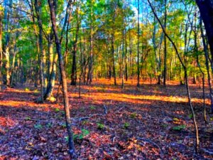 TN-Lawrence Brush Creek Interior 03 Optimized
