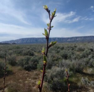 4.4 acres near Dinosaur National Monument 20