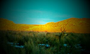 4.4 acres near Dinosaur National Monument 04 Vignette
