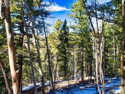 2.3 Acres Wooded Land Near Cripple Creek CO | Teller County | Image 02