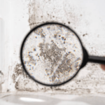 find mold in florida