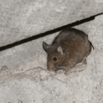 get rid of rats in the walls