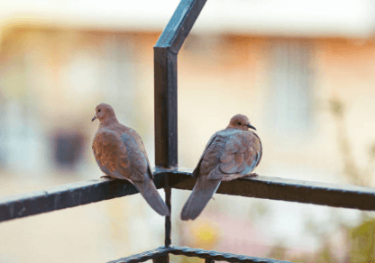 how to keep pigeons off