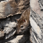 get rid of rats in the walls