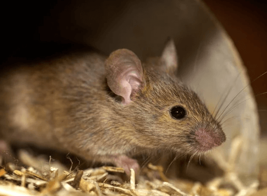 how to get rid of rats in the walls