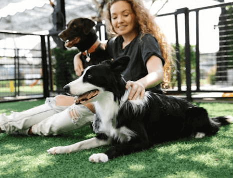 pet peed complaint