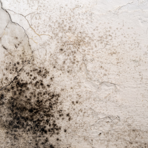 How to Sell a House With Mold in Texas