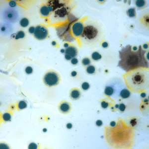 Sell Your House With Mold in Texas