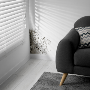 We Buy House Fast With Mold in Texas