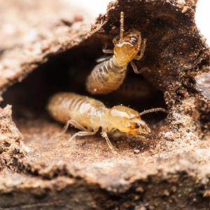 How Much Termite Inspections Cost In Texas