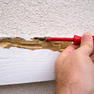 Termite Inspection Fees In Texas