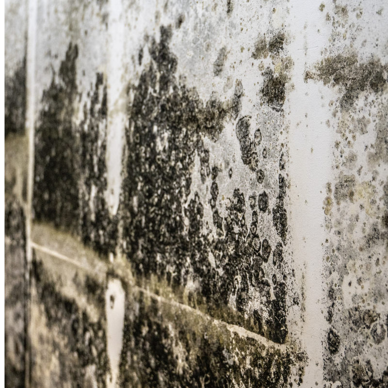 Sell House With Mold in Texas
