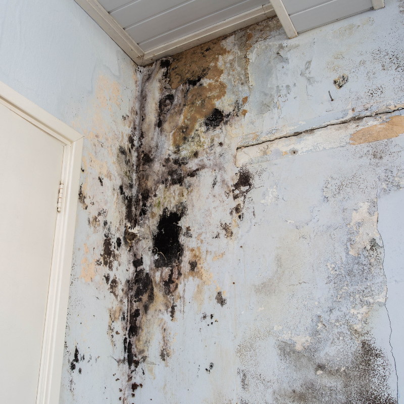 Sell Your House Fast With Mold in Texas