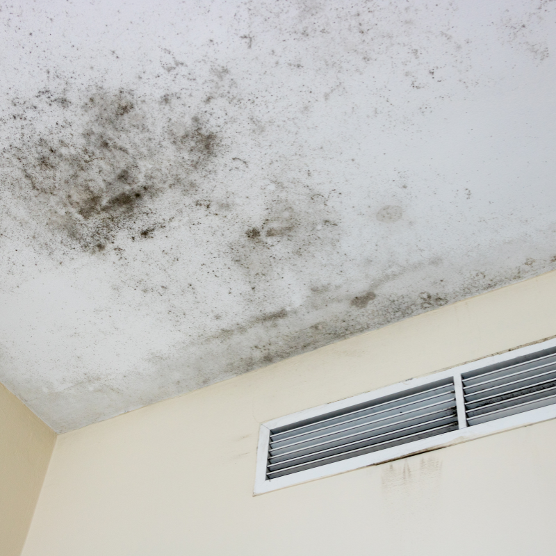 We Buy House Fast With Mold in Texas