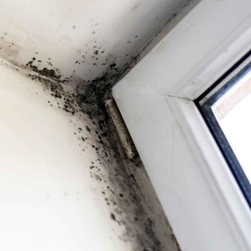 We Buy House With Mold in Texas