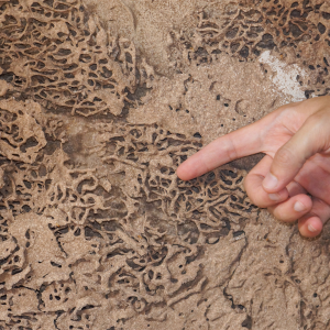 Seller Failed to Disclose Termite Damage In Texas