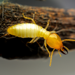 Termite Damage Disclosure In Texas